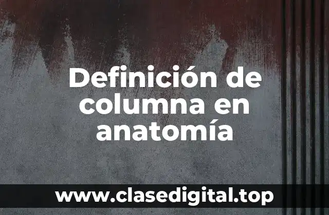 Definición de columna en anatomía