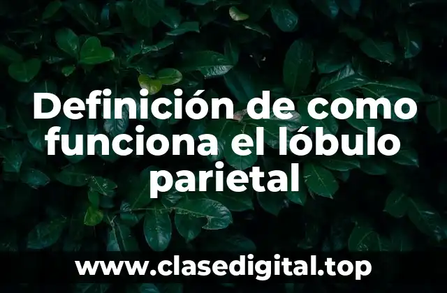 Ejemplos de función del lóbulo parietal