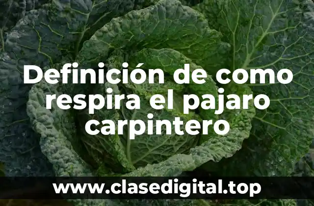 Definición de como respira el pajaro carpintero