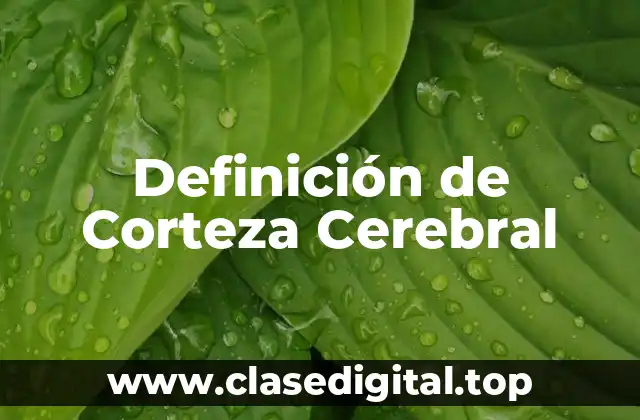 Definición de Corteza Cerebral