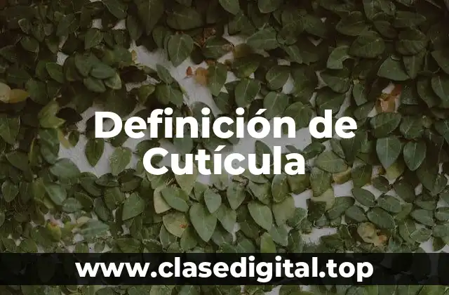 Definición de Cutícula