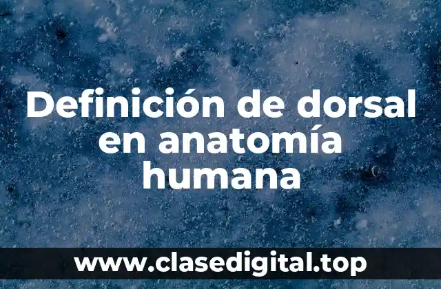 Definición de dorsal en anatomía humana