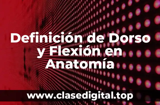 Definición de Dorso y Flexión en Anatomía