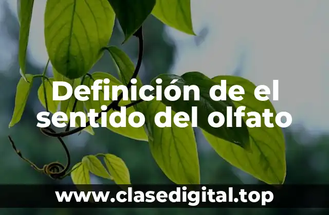 Definición de el sentido del olfato
