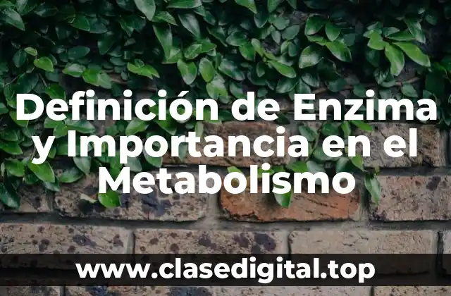 Definición de Enzima y Importancia en el Metabolismo