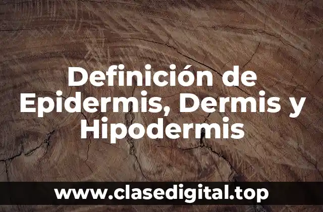 Definición de Epidermis, Dermis y Hipodermis