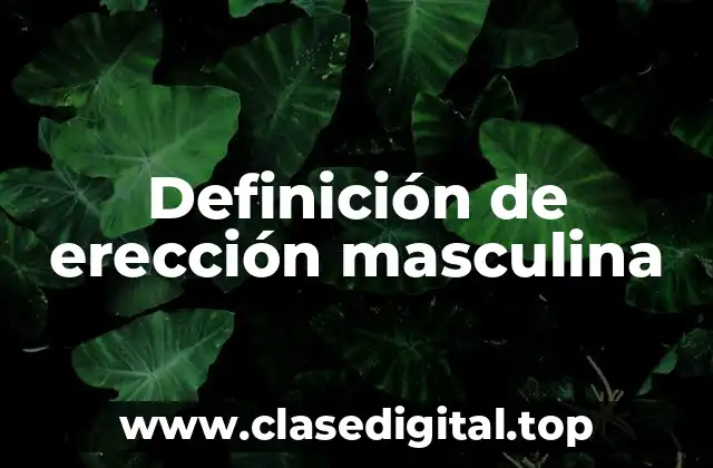 Definición de erección masculina