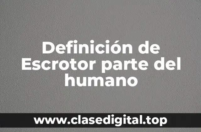 Definición de Escrotor parte del humano
