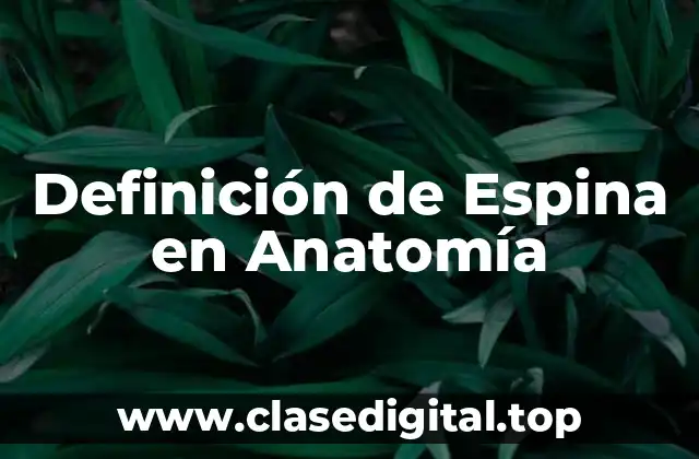 Definición de Espina en Anatomía