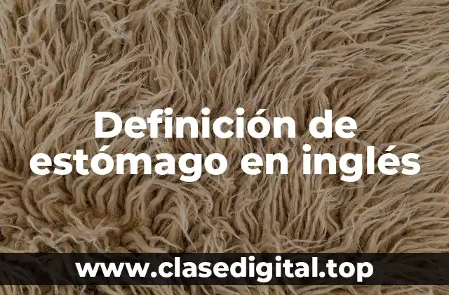 Definición de estómago en inglés