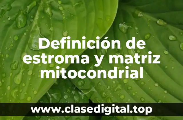 Definición de estroma y matriz mitocondrial