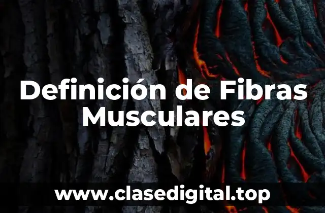 Definición de Fibras Musculares