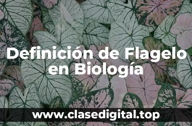 Definición de Flagelo en Biología