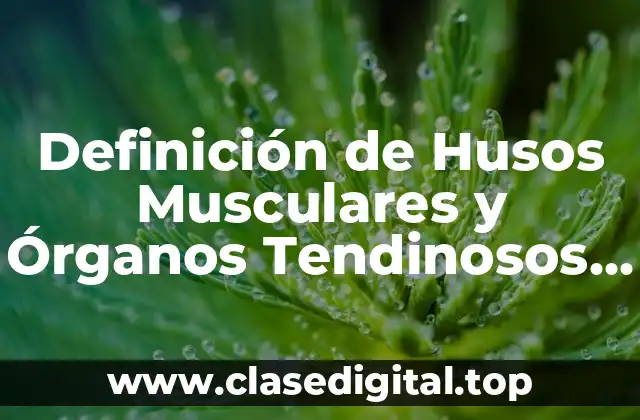 Definición de Husos Musculares y Órganos Tendinosos de Golgi