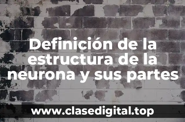 Definición de la estructura de la neurona y sus partes