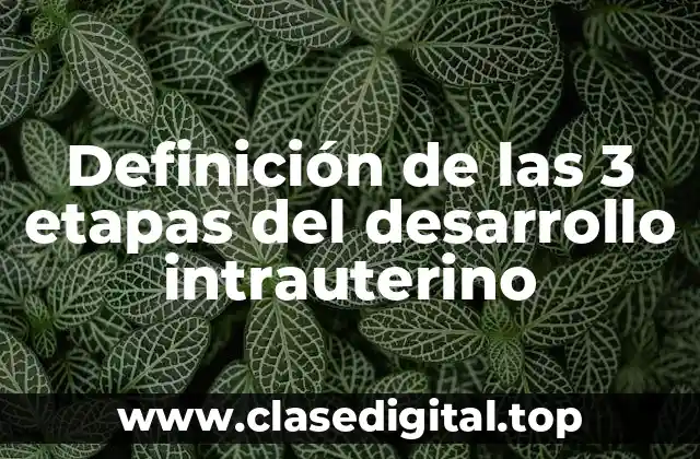Definición de las 3 etapas del desarrollo intrauterino