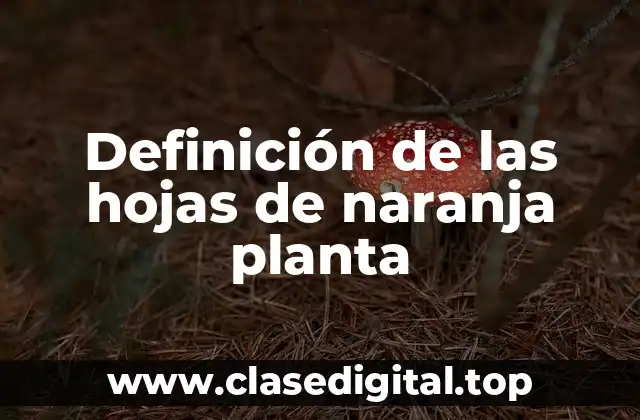 Definición de las hojas de naranja planta