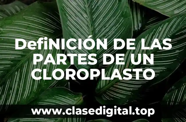 DefiNICIÓN DE LAS PARTES DE UN CLOROPLASTO