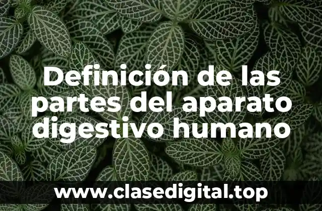 Definición de las partes del aparato digestivo humano