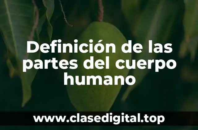 Definición de las partes del cuerpo humano
