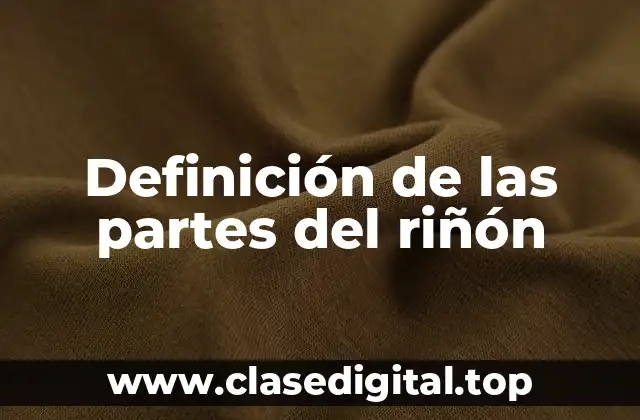 Definición de las partes del riñón