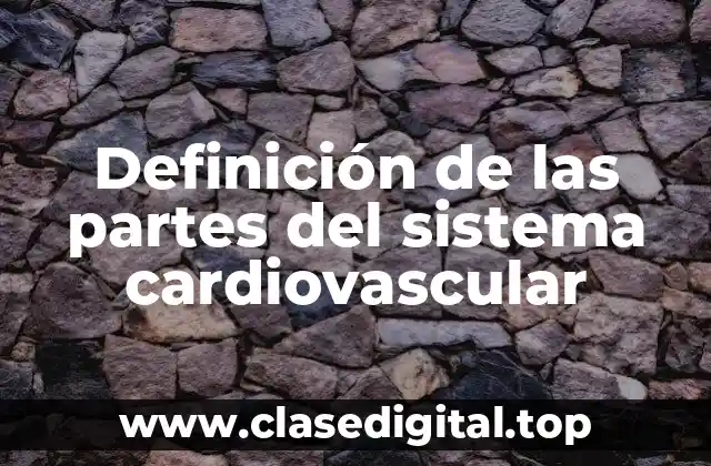 Definición de las partes del sistema cardiovascular