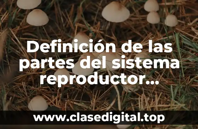 Definición de las partes del sistema reproductor femenino