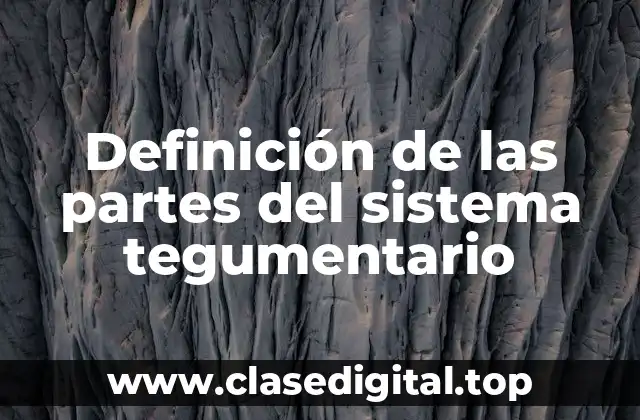 Definición de las partes del sistema tegumentario