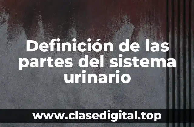 ☄️ Definición técnica del sistema urinario