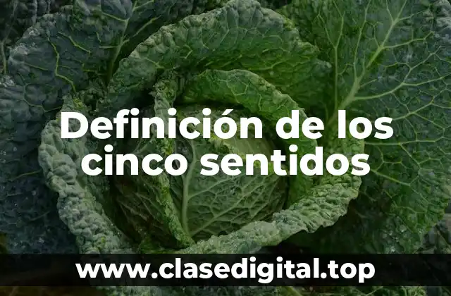 Definición técnica de los cinco sentidos