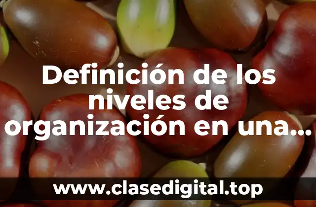 Definición de los niveles de organización en una empresa