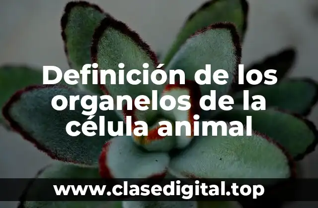 Definición de los organelos de la célula animal