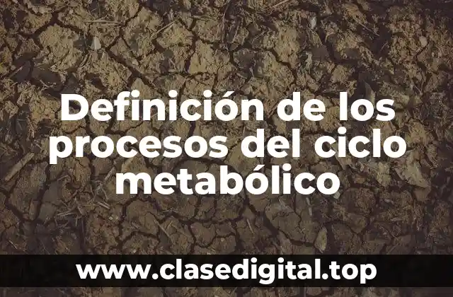 Definición de los procesos del ciclo metabólico