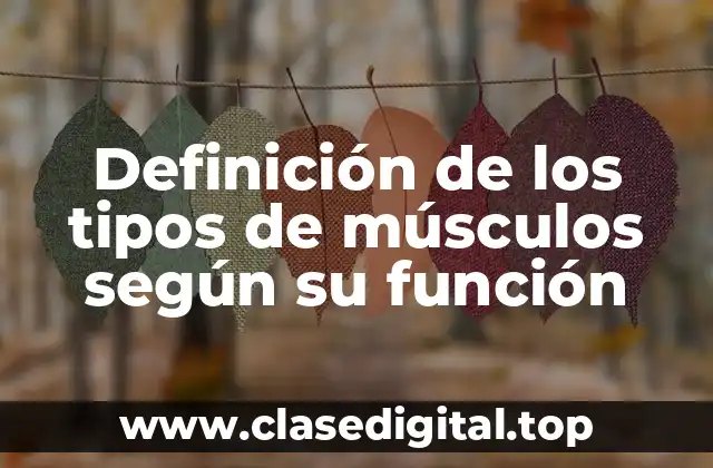 Definición de los tipos de músculos según su función