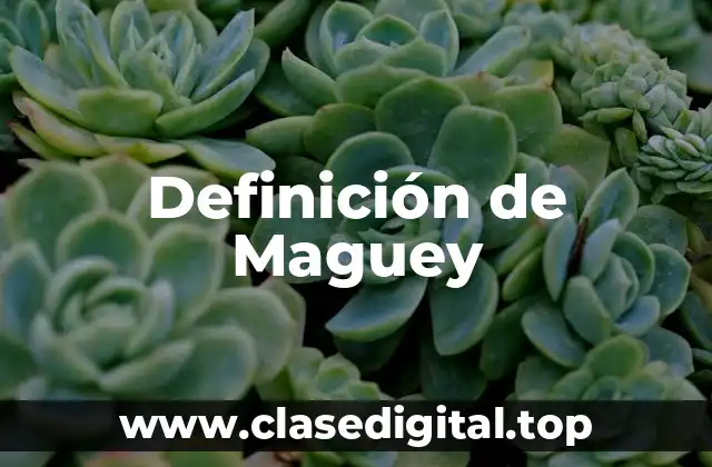 Definición de Maguey