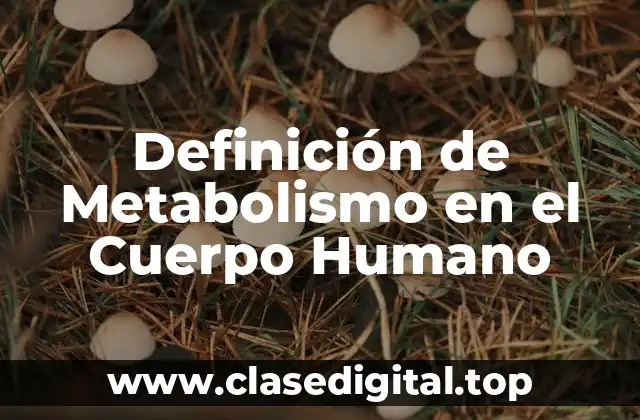 Definición de Metabolismo en el Cuerpo Humano