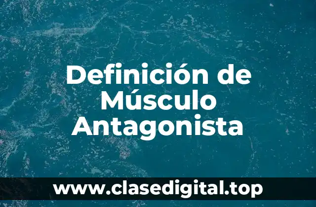 Definición de Músculo Antagonista