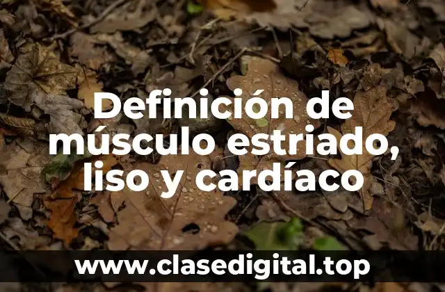Definición de músculo estriado, liso y cardíaco