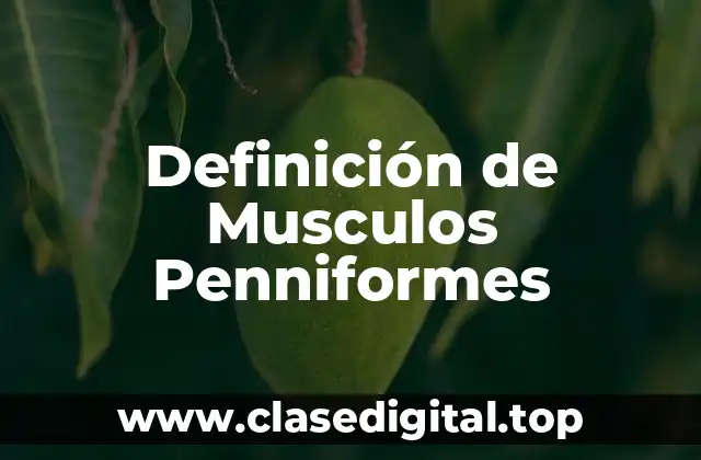Definición de Musculos Penniformes