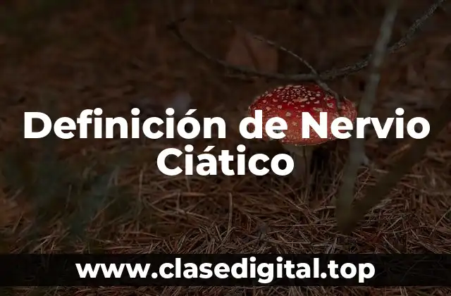 Definición de Nervio Ciático