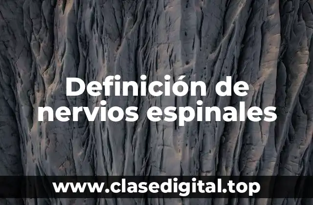 Definición de nervios espinales