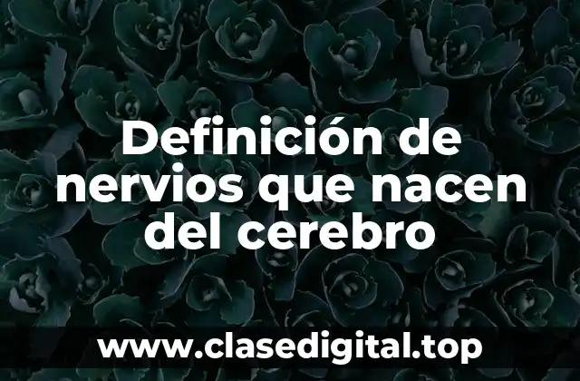 Definición de nervios que nacen del cerebro
