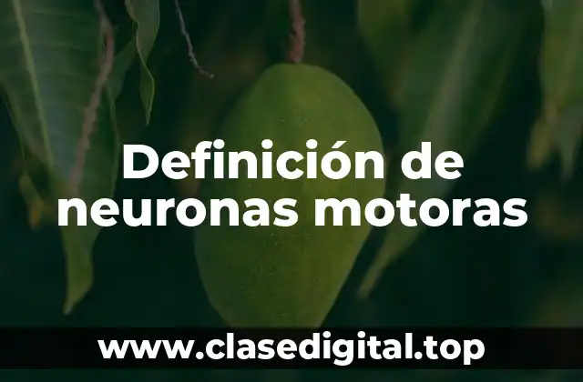 Definición de neuronas motoras