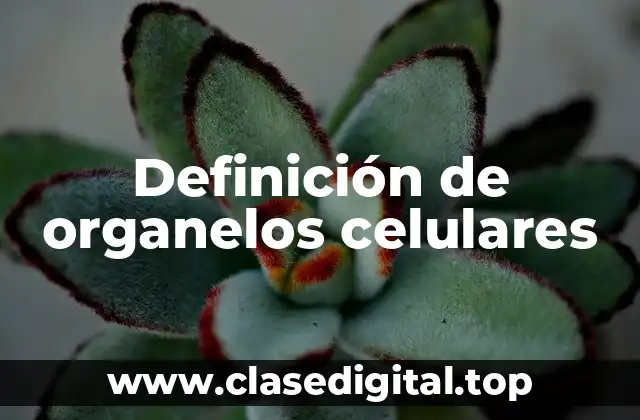 Definición de organelos celulares
