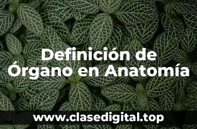 Definición de Órgano en Anatomía