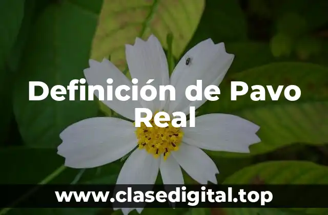 Definición de Pavo Real
