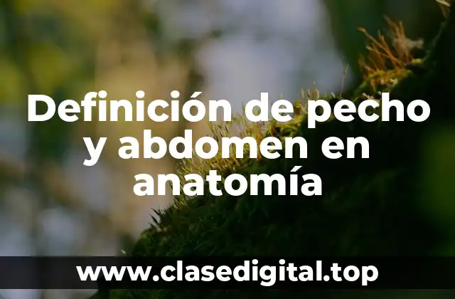 Definición de pecho y abdomen en anatomía