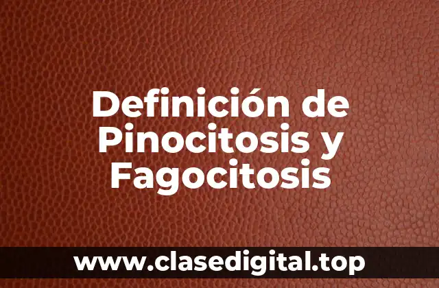 Definición de Pinocitosis y Fagocitosis