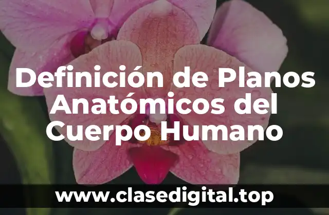 Definición de Planos Anatómicos del Cuerpo Humano