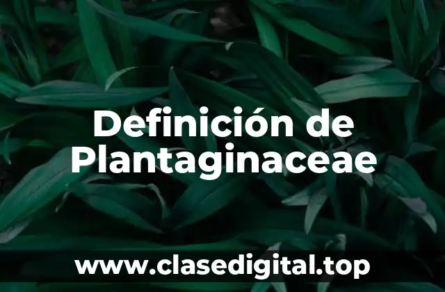 Definición de Plantaginaceae